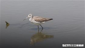 水鳥（農委會提供）