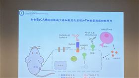 中研院細胞與個體生物研究所特聘研究員吳漢忠與及研究團隊今發表研究，中和性單株抗體EpAb2-6，可抑制EpCAM的訊息傳遞功能、降低癌細胞中PD-L1蛋白的表現。（圖／記者簡浩正攝影）