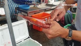 海洋弧菌致死率高　刮魚鱗感染險奪命