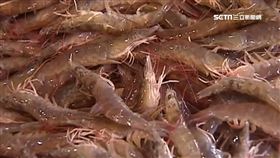 海洋弧菌致死率高! 男刮魚鱗感染差點奪命