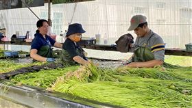 移工導入美濃助野蓮採收高雄市美濃區野蓮種植面積逾百公頃，年產值約新台幣3億元，但有採收人力荒的問題，高市府輔導農會並爭取中央核定，目前已有9名泰籍移工加入農務行列。（高雄市農業局提供）中央社記者王淑芬傳真　109年11月16日