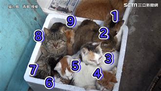 浪貓專屬禦寒窩　9隻擠一箱「饋燒」