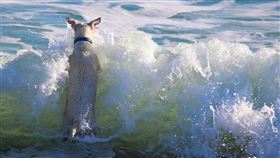  寵物,澳洲,狗狗,鯊魚,渡假,海邊（圖／翻攝自Pixabay）