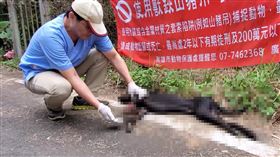 浪浪,山豬吊,陷阱,慘死