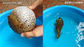 河豚發怒秒膨脹成大圓球　　30秒氣完即消風萌翻網友