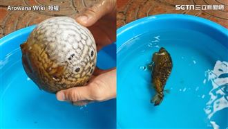 河豚發怒膨脹成大圓球　氣完立馬消風