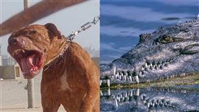 五隻比特犬打的贏一隻成年河口鱷嗎?（組合圖／翻攝自維基百科、Pixabay）