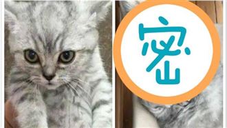 貓託爸媽顧　半年後她愣：這還是貓？