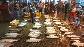 東北季風稍歇  土魠等冬季漁汛期來了