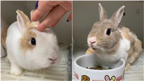 兔子，（圖／記者劉沛妘攝影）