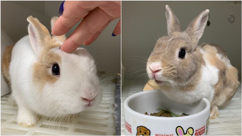 別再餵兔子吃紅蘿蔔　專家曝嚴重後果