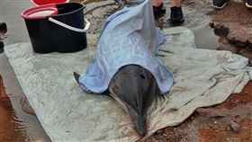 萬里海豚擱淺，中華鯨豚協會提供