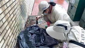 疾管署防疫人員於桃園市龜山區本土登革熱個案活動地進行孳生源查核。(疾病管制署提供)