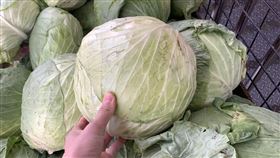 圖／記者谷庭攝,高麗菜