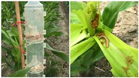 農作大敵秋行軍蟲　性費洛蒙無毒誘殺（農委會提供）