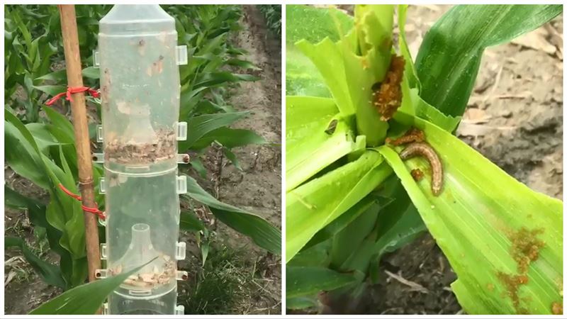 致命香氣　性費洛蒙無毒誘殺秋行軍蟲