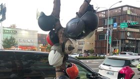 安全帽樹,新竹,風大,風城(翻攝自 新竹大小事)