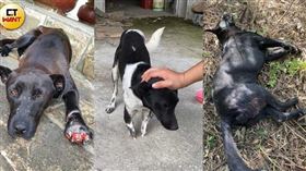 流浪貓狗,浪浪,捕獸夾,動保處,苗栗（圖／CTWANT授權提供）