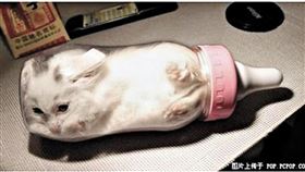 唐貝詩遭批將貓塞進奶瓶。（圖／翻攝自唐貝詩IG）