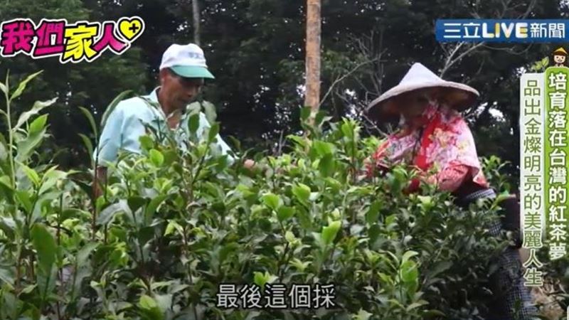 夫妻同心種出溫潤甘甜茶湯！