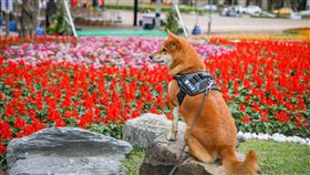 ▲活動現場美麗花海。（圖／新北市政府動物保護防疫處提供）
