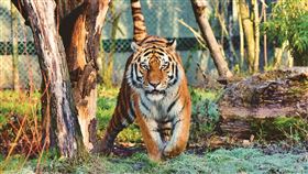 老虎(圖／翻攝自Pixabay)
