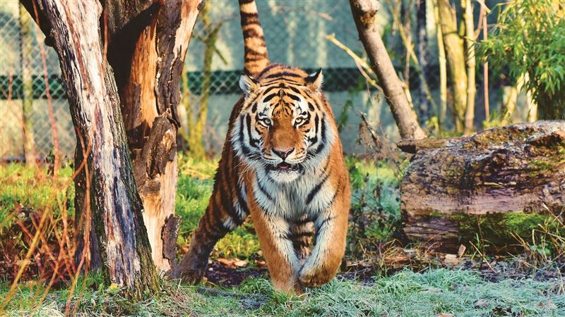 愛你3千！步行千里只為找母老虎交配