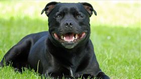 英國,鬥牛梗,攻擊,骨折。（圖／翻攝自Pixabay）