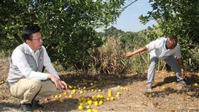 台南官田農民反映柳丁落果  郭國文前往會勘民進黨立委郭國文（左）18日表示，日前接獲農民反映，在官田區大崎里一帶正值採收期的柳丁出現異常大量落果，懷疑與今年雨水偏少有關，因此邀集農糧署、台南區農改場、台南市政府農業局、官田區農會等單位前往會勘。中央社記者楊思瑞攝  109年11月18日