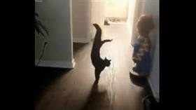 黑貓倒立展好腰力　網驚：這什麼姿勢
https://twitter.com/kittensfolder/status/1326918682711367681
圖／翻攝自twitter＠K=kittensfolder