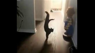 黑貓倒立秀好腰力　網驚：這什麼姿勢