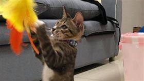 小虎斑貓眼睛潰爛！悉心照料恢復可愛模樣　成功收編帶回家