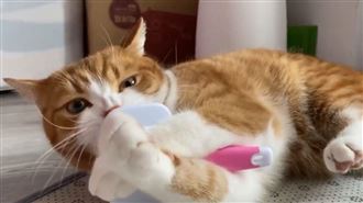 小貓趴地磨牙　飼主一看怕：不痛嗎？