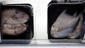 海鮮,包裝,武漢肺炎,圖／路透社／達志影像