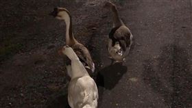 鵝,鴨,分別,區分,PTT　（圖／翻攝自PTT）