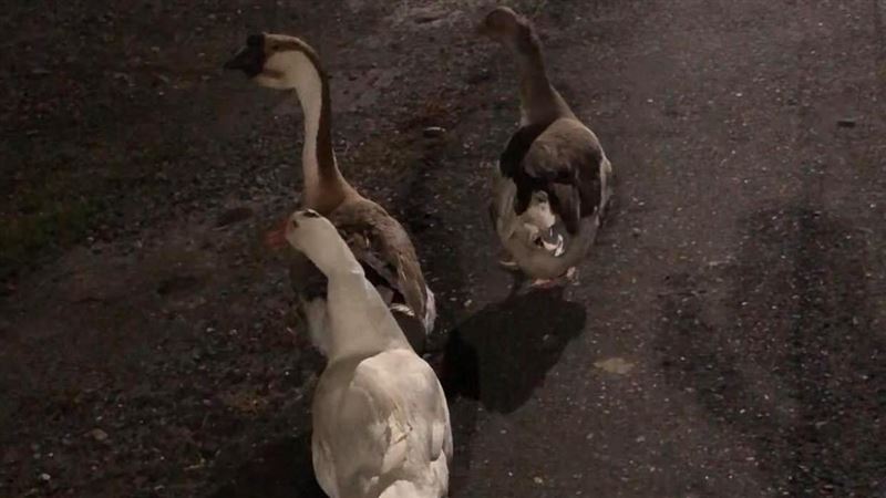 「鵝」跟「鴨」該怎麼區別？網揭真相