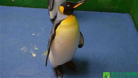 16:9
全台民眾票選取名　首隻在台出生國王企鵝「黑麻糬」病逝
圖／翻攝自台北市立動物園
https://www.zoo.gov.taipei/News_Content.aspx?n=BD065B2FA7782989&sms=72544237BBE4C5F6&s=8C6708986441FD30