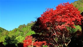杉林溪楓紅水杉。（圖／翻攝《愛上杉林溪》臉書專頁）