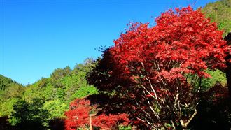 杉林溪賞楓季到！4千楓紅水杉美景曝