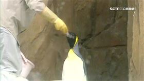 國王企鵝「黑麻糬」病逝　民眾不捨：每次來都會看牠