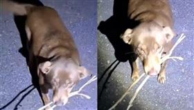 愛媽上山餵食，浪浪叼樹枝想換食物。（圖／翻攝自臉書社團「為台灣動物發聲」）