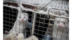 ▲丹麥政府承認全面撲殺水貂命令違法。（圖／翻攝自推特）