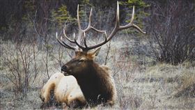 鹿角,獵殺,事故,意外,刺傷,鹿,pixabay