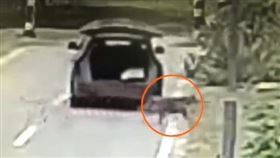 訓練黃金獵犬「偷300隻雞」（圖／翻攝自看看新聞）