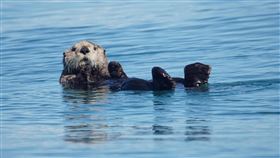 sea otters
海獺
https://www.flickr.com/photos/pazzani/19631833733/in/photolist-vUNhcX-3cid2g-6Epeqo-4si5Bf-3cicYp-dAzrxk-dfu9vN-5hWGLt-dAEVxU-3buDqC-dAzrGB-C7GB2z-79ZW22-dAEVAE-cGXLpG-e69Z3k-4uNZKX-4Dvp