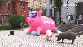 文 藍充氣豬醜1200