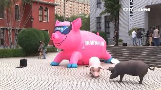 沒錢能砸45萬做豬？藍營：募款來的