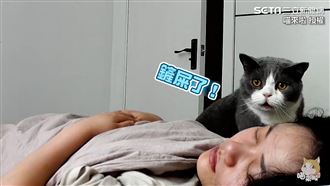 奴才叫不醒！喵皇聽鬧鐘聲爆走狂罵