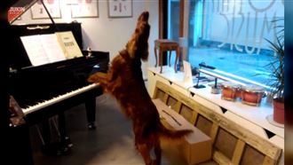 狗狗自彈自唱　連換3架鋼琴唱不膩