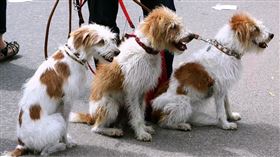 ▲雲南威信縣將嚴禁溜狗。（示意圖／翻攝自Pixabay）